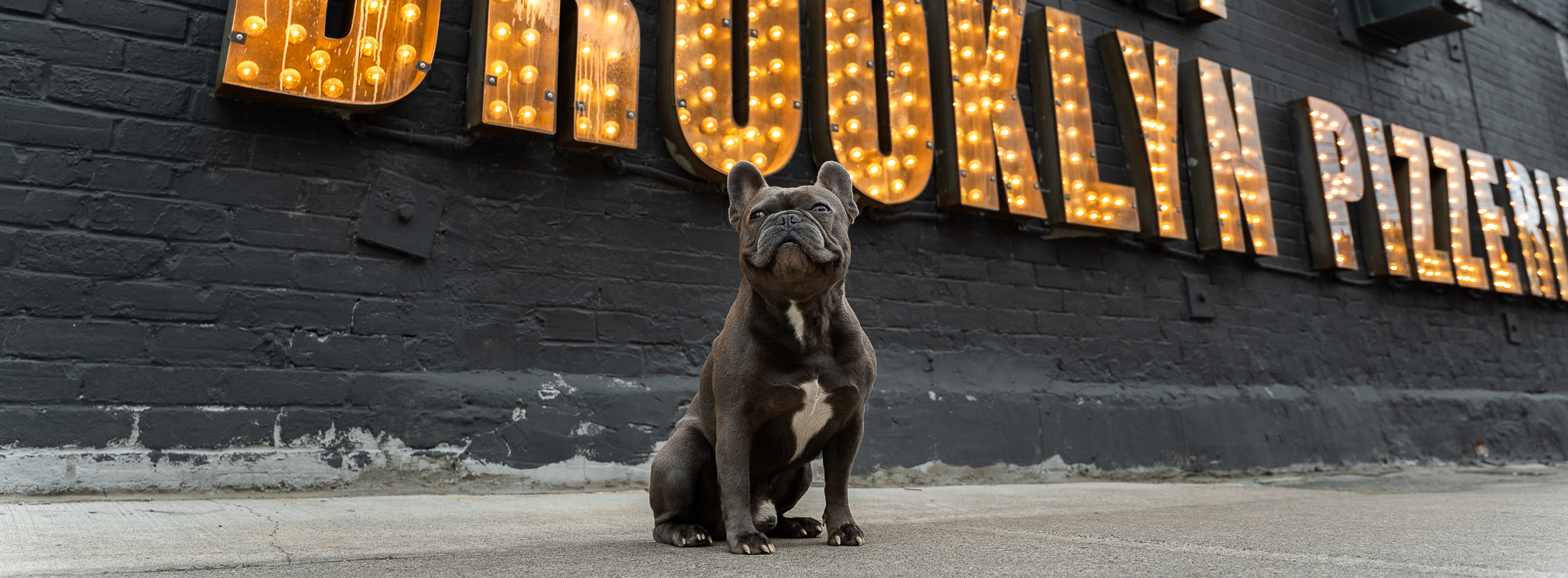 French Bulldog sitting in front of North of Brooklyn