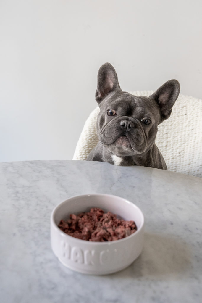 Füli, Blue French Bulldog preparing to eat raw dog food.