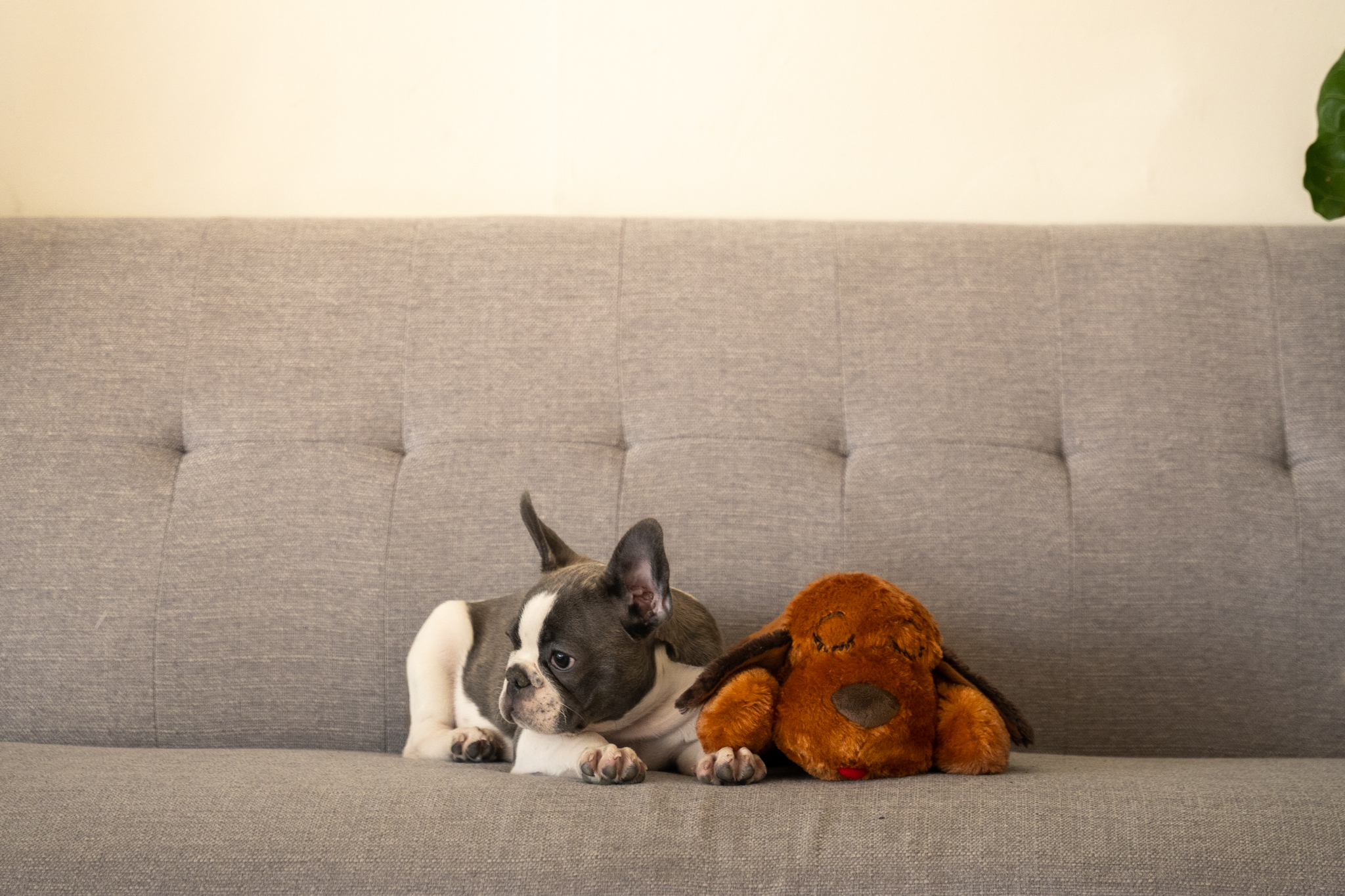 Blue Pied French Bulldog, Kifli, Displaying how she deals French Bulldog Separation Anxiety