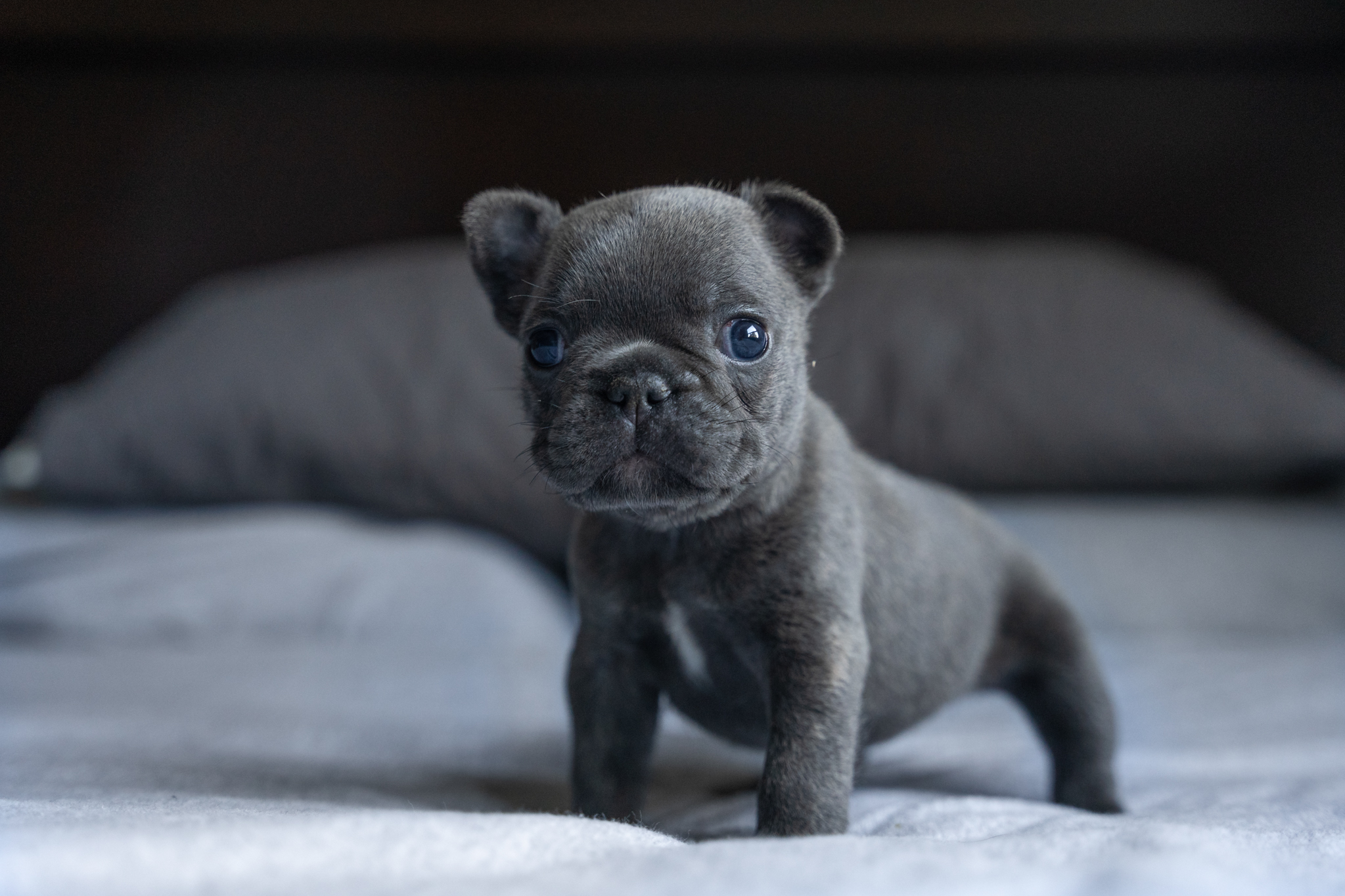 Blue French Bulldog puppy standing on all fours on a bed with blue eyes