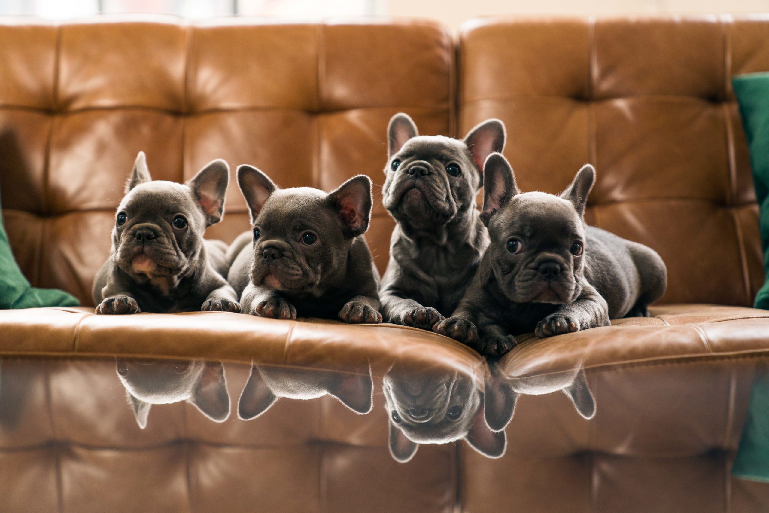 7 week old available french bulldog puppies sitting on a brown leather couch side by side looking up and at the camera.