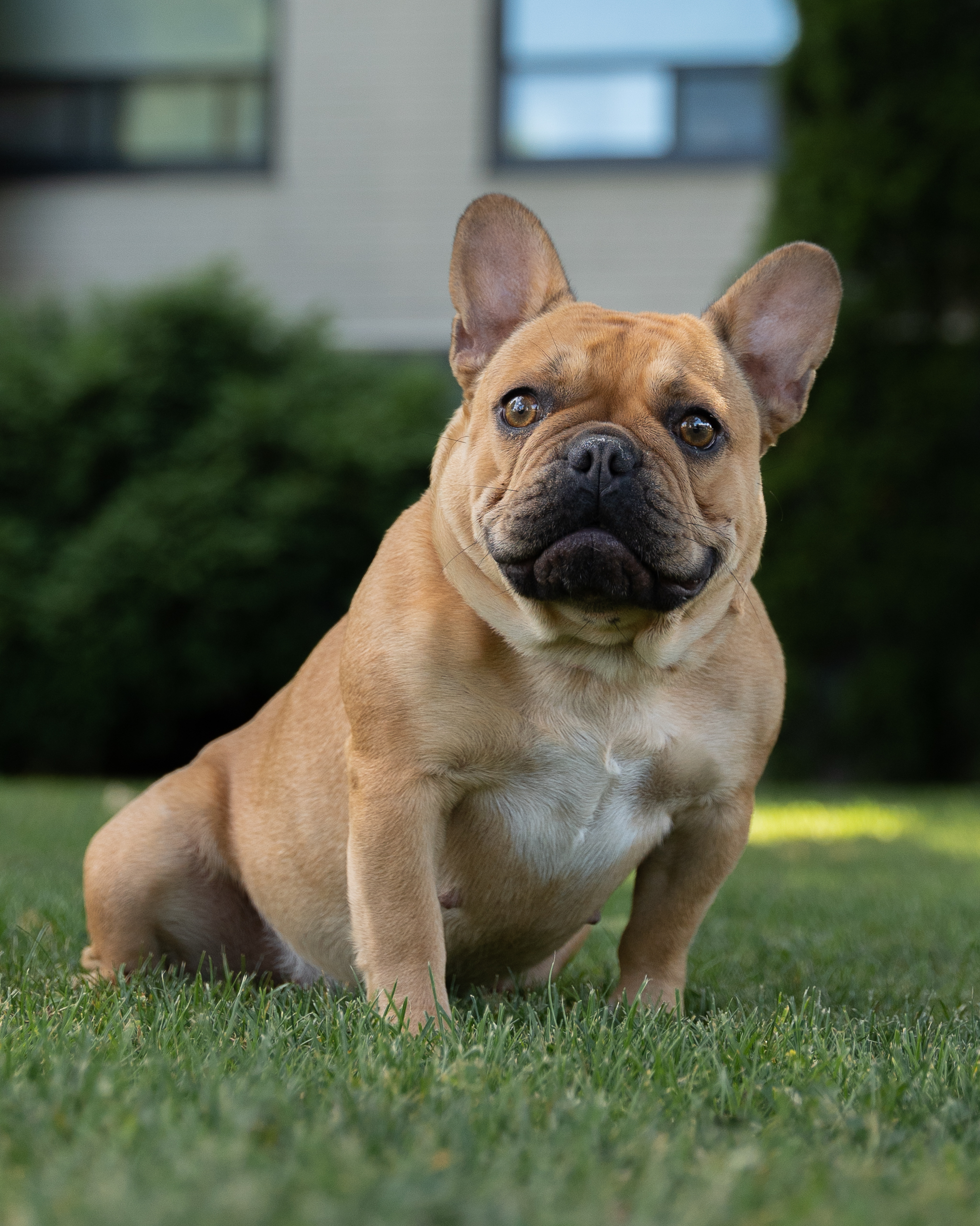 Fawn French Bulldog Dog sitting in grass