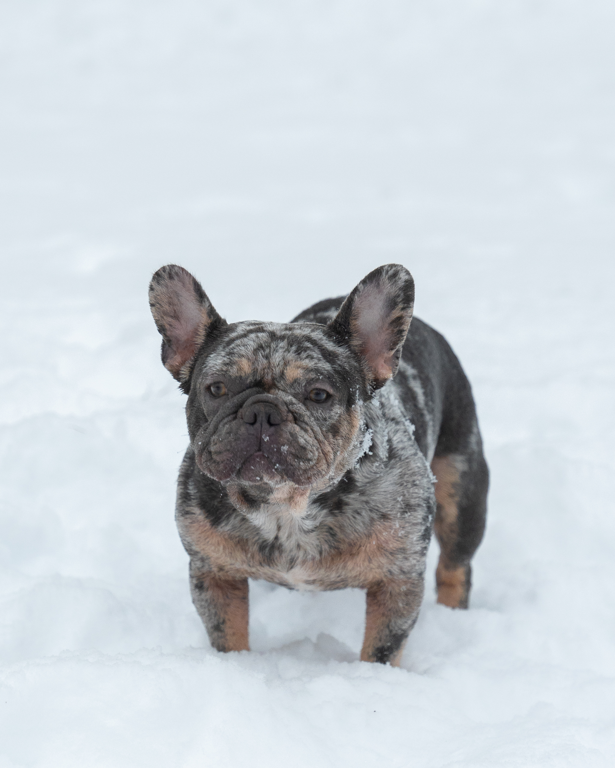 Lilac Tan Merle French Bulldog standing in the snow.