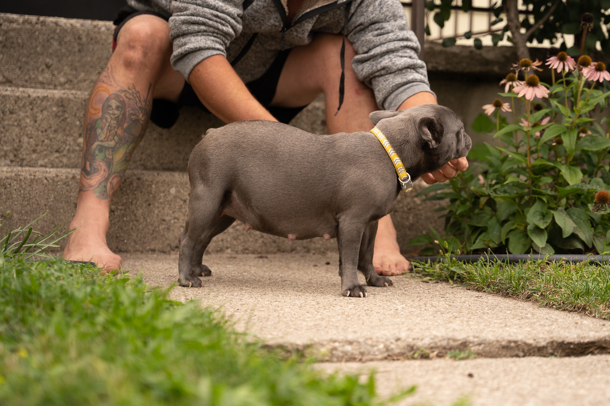 Guardian family spending time with their French Bulldog at home