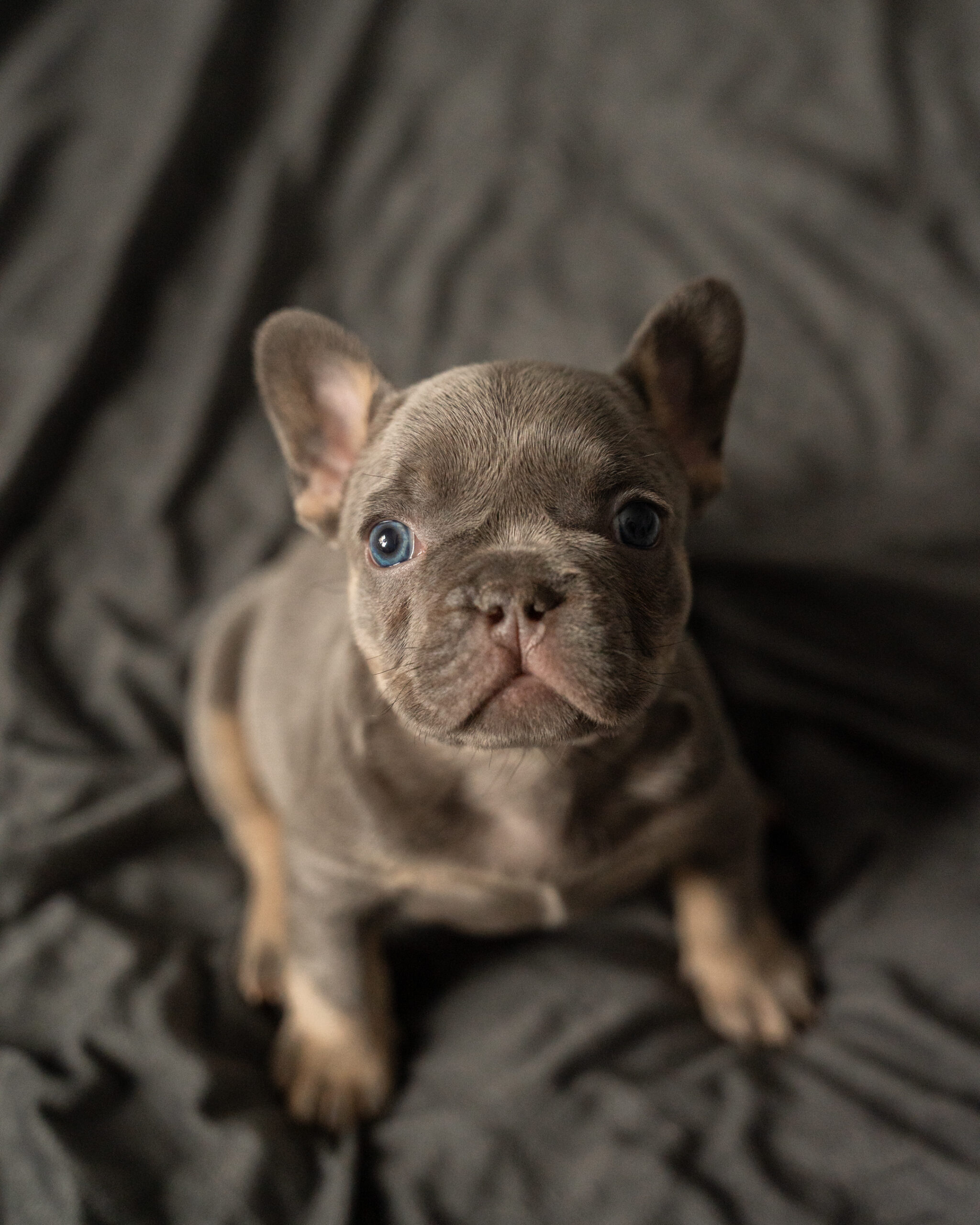 Lilac Tan French Bulldog looking at the camera