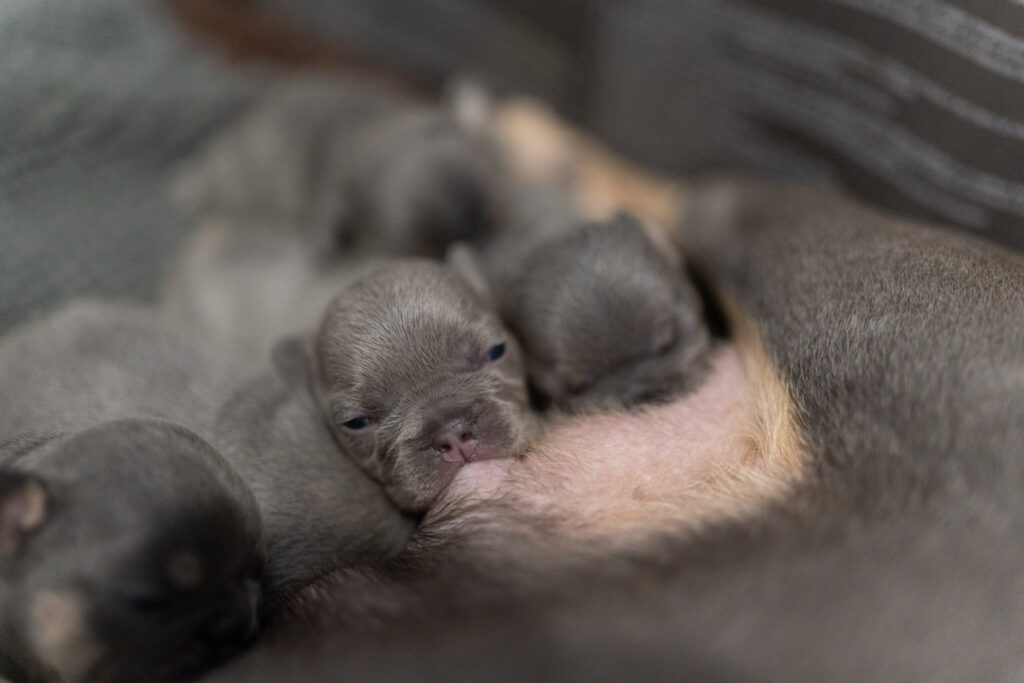 French Bulldogs milking on their mom at 2 weeks.