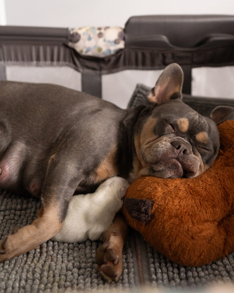 Lilac Tan French Bulldog laying with her one puppy with her head resting on a stuffed animal.