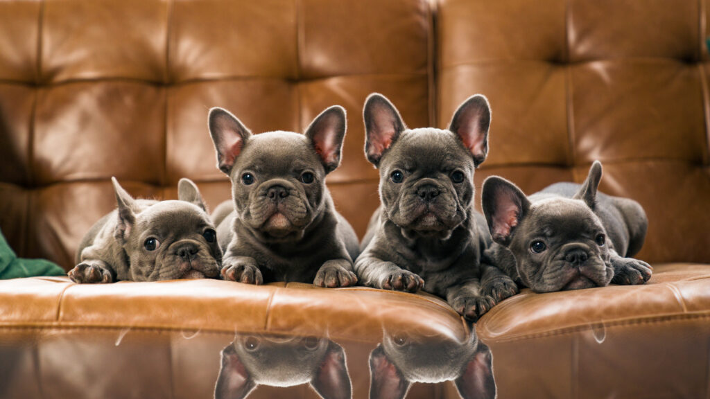French Bulldogs in a guardianship program at My Pawesome Frenchie