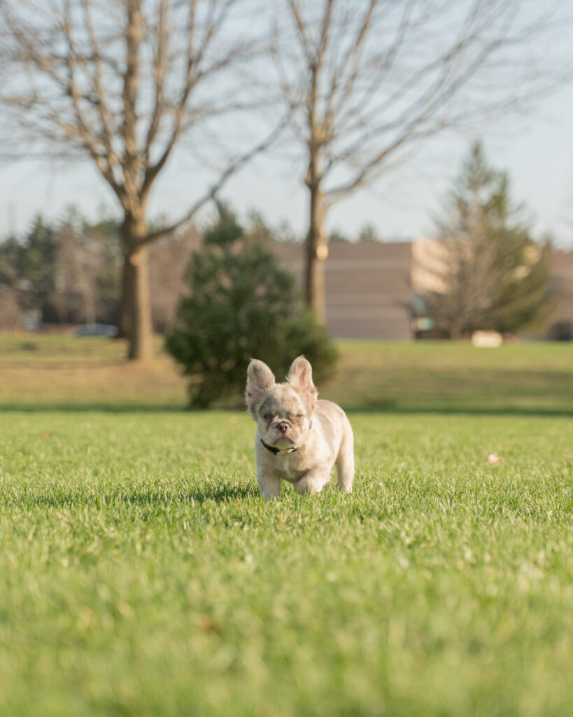 Fluffy French Bulldog sitting outside on grass