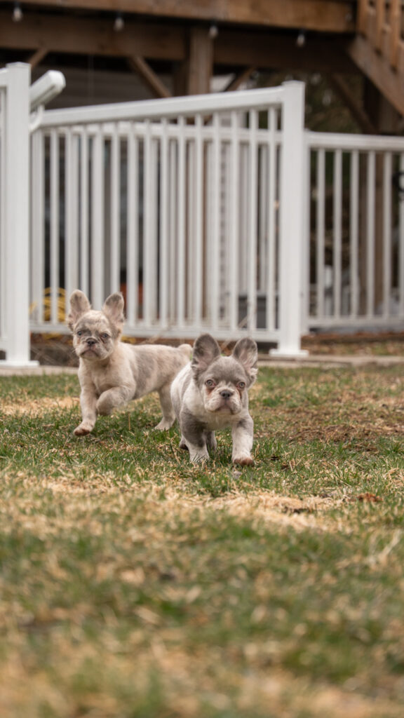 Fluffy French Bulldog running and playing outdoors