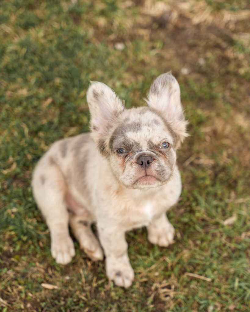 Close-up of a fluffy French Bulldog puppy looking curious
