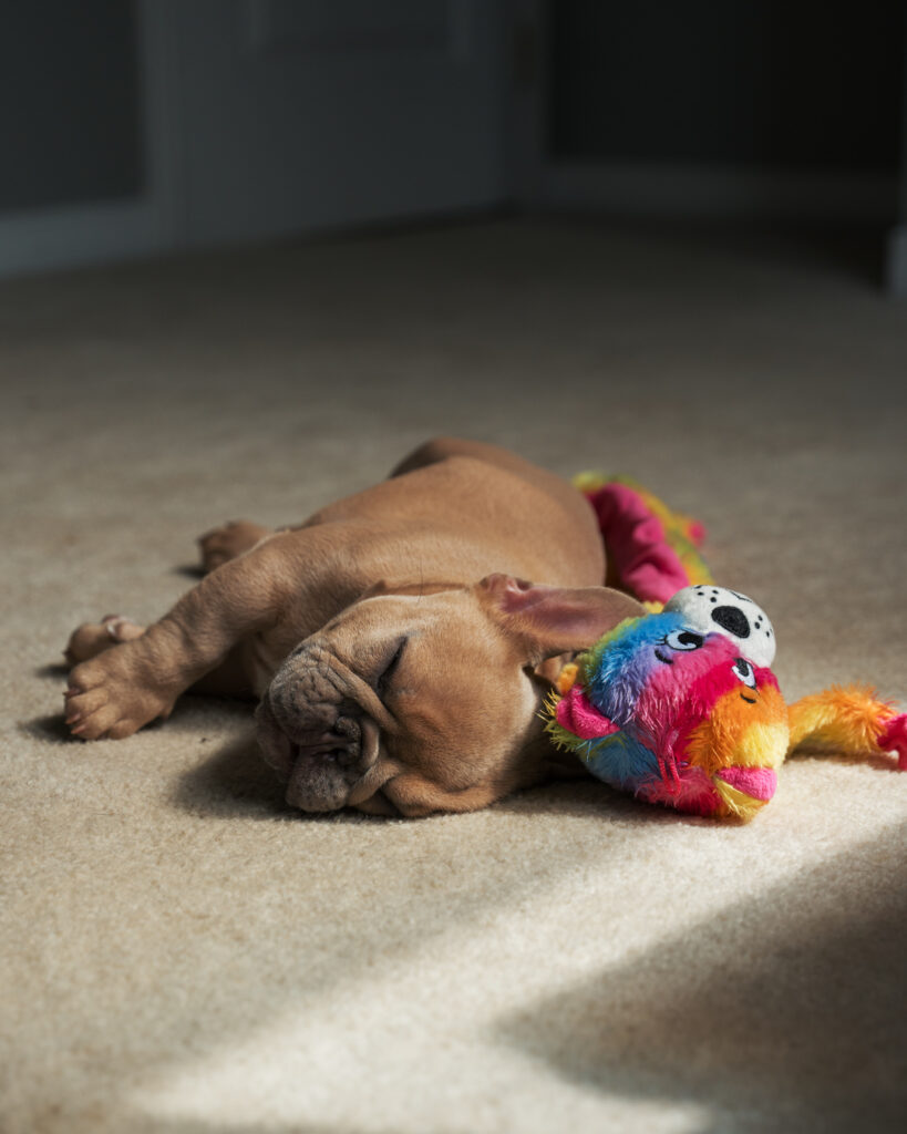 Healthy French Bulldog puppy
