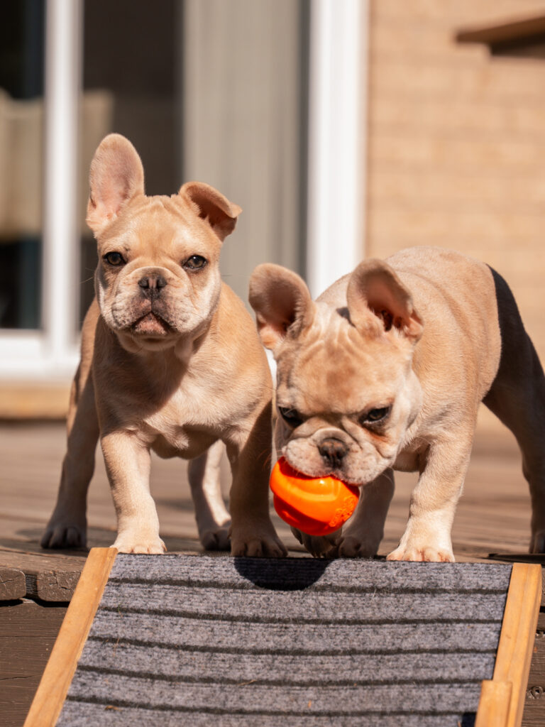 Male and female French Bulldogs living together in a home