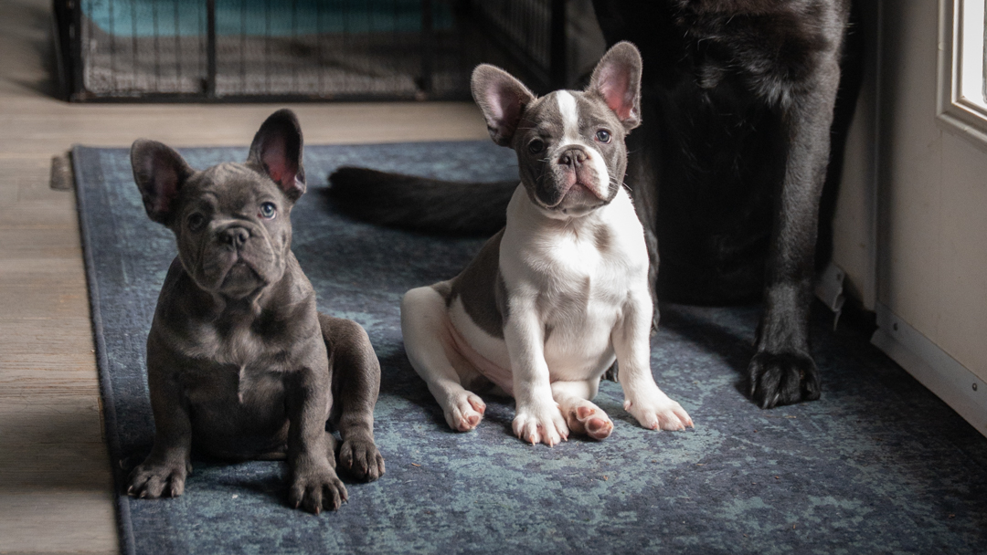 French Bulldog male vs female size comparison sitting side by side