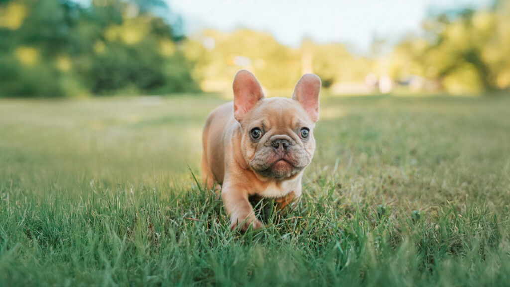 French Bulldog puppy with stable, curious temperament