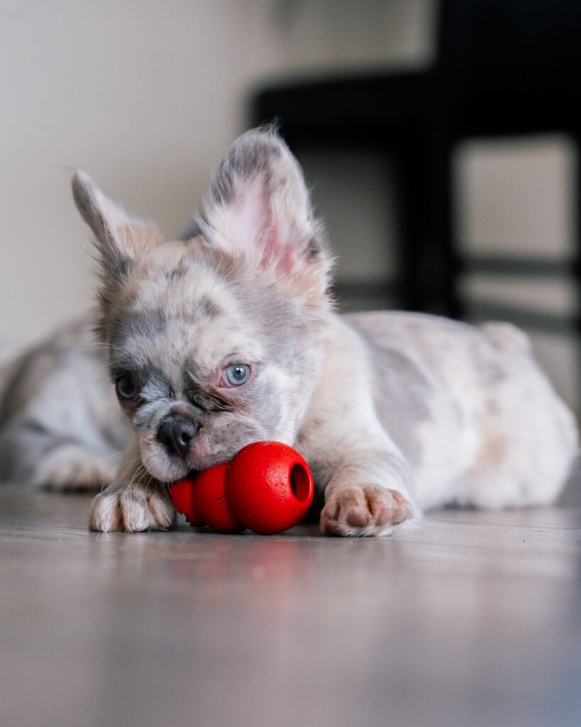 Male French Bulldog puppy in playful pose
