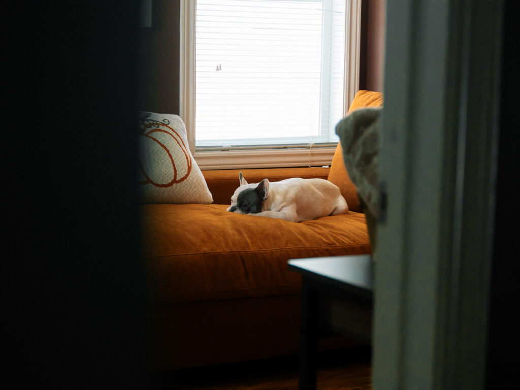 calm adult French Bulldog settled resting