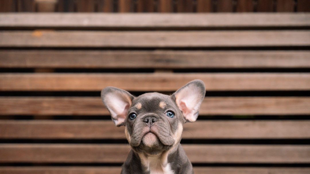 French Bulldog male sitting on a bench