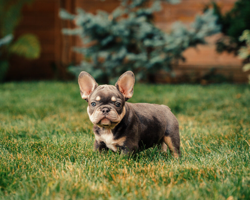 reputable French Bulldog puppies for sale well-socialized Frenchie puppy