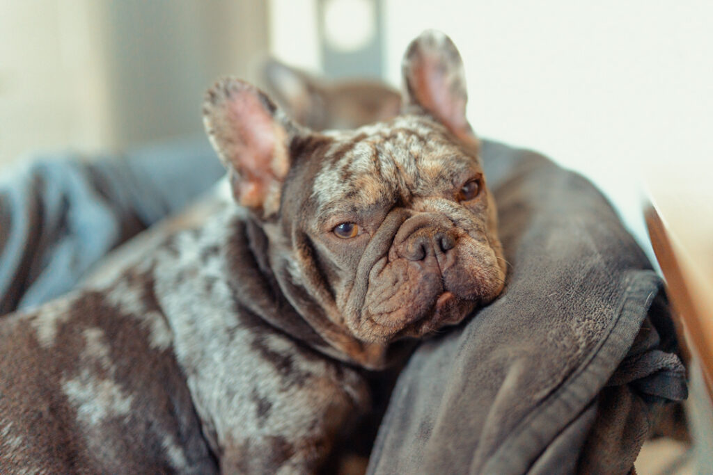  French Bulldog puppy settling into new home from reputable breeder