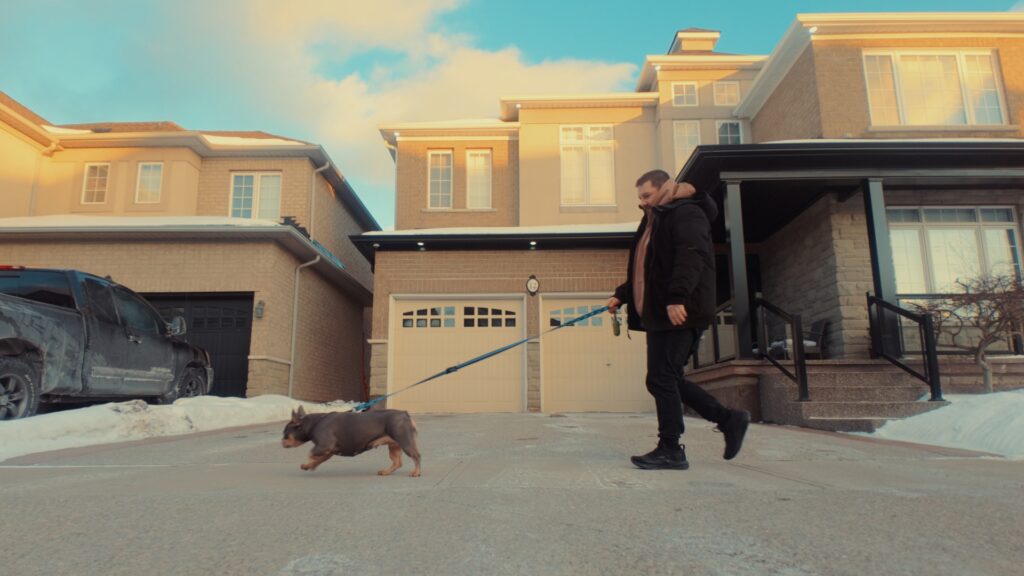 French Bulldog exercise puppy short walk on leash