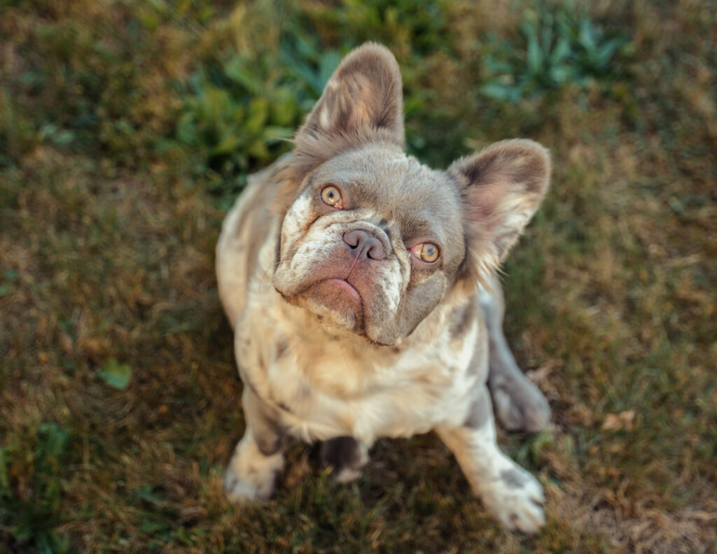 Fluffy French Bulldog shedding sitting management