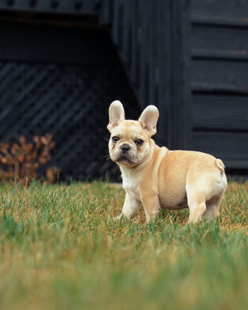 French Bulldog puppy exercise gentle play on grass