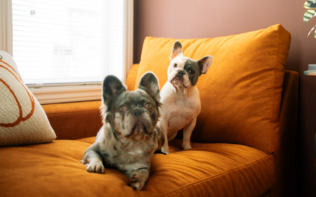 French Bulldogs sitting on couch
