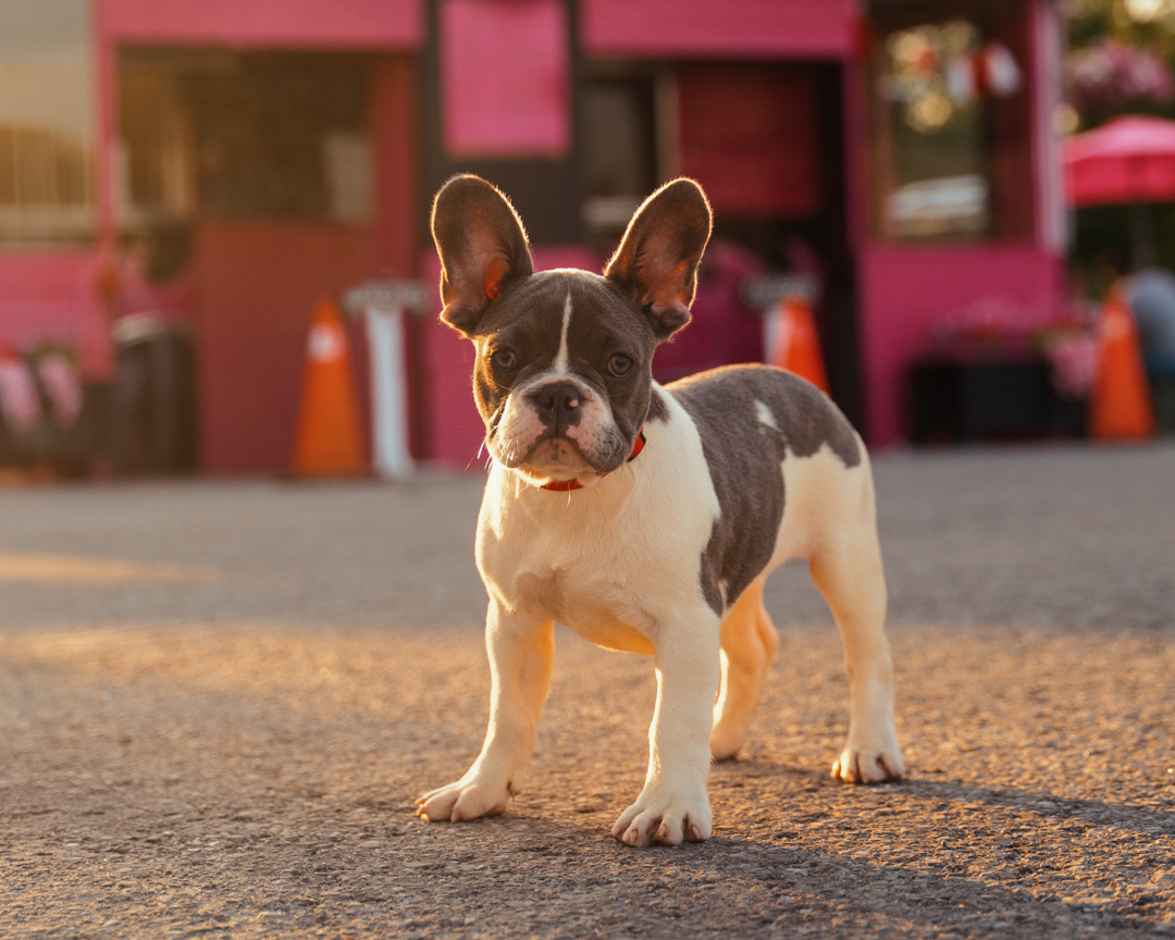 blue pied French Bulldog standing at sunset in parking lot