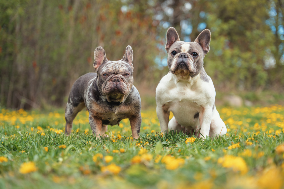 merle French Bulldog coat pattern comparison standard Frenchie