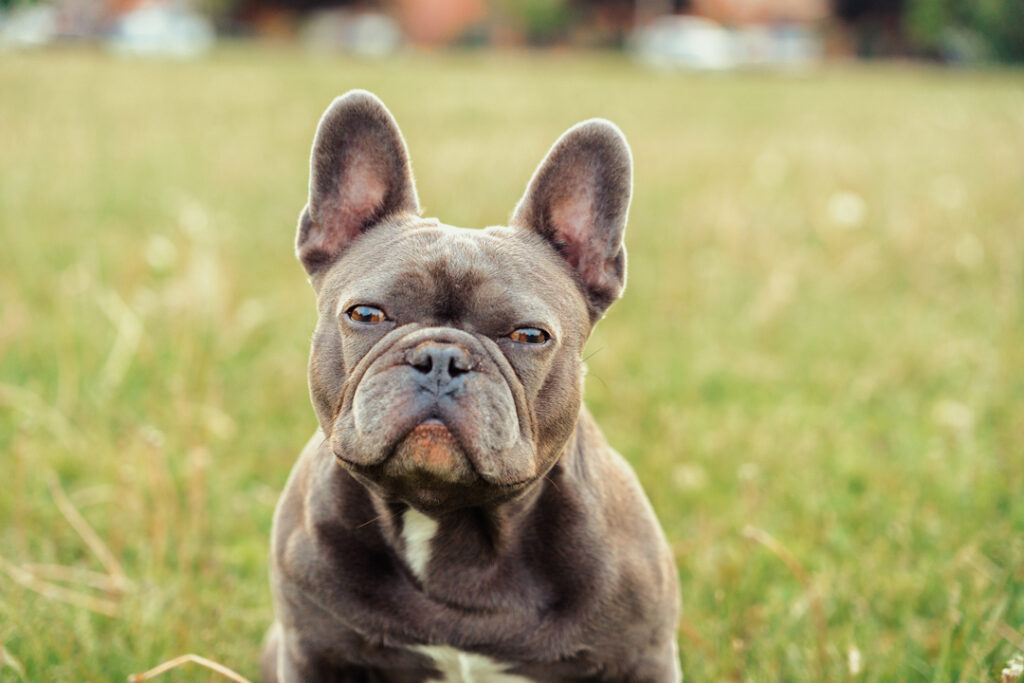 senior French Bulldog sitting in park