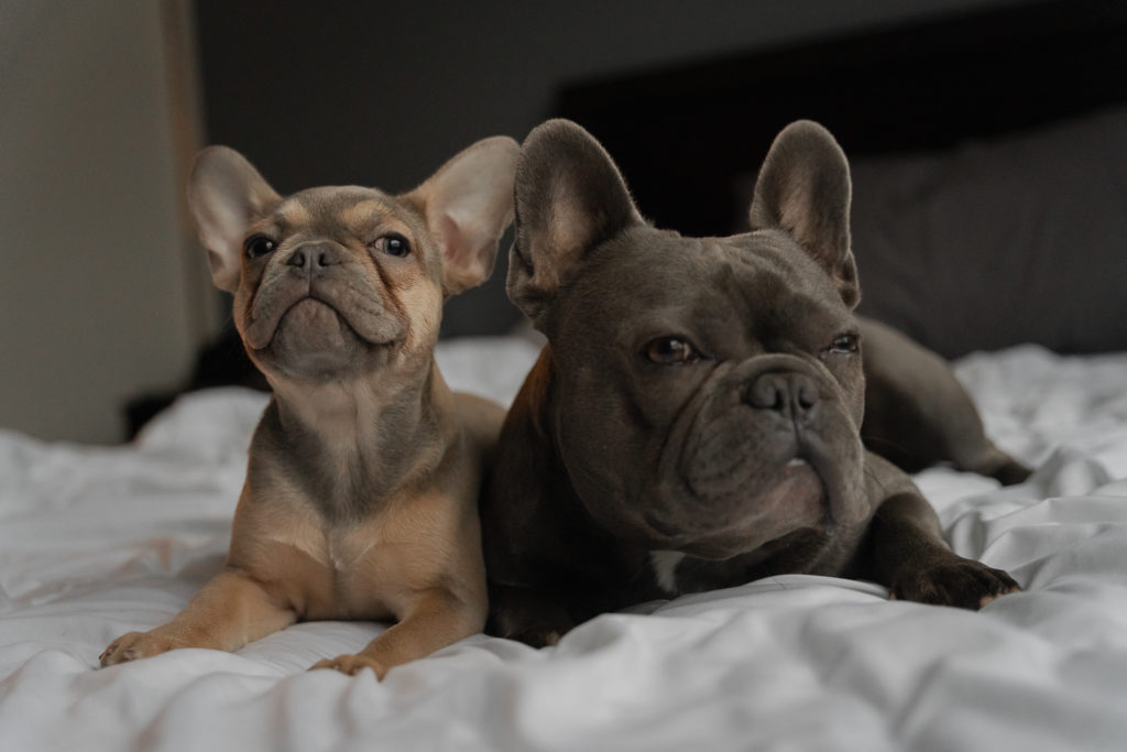 Two French Bulldogs - Truffles( female lilac fawn ) and Füli ( Blue Male) laying down on a bed with white sheets.