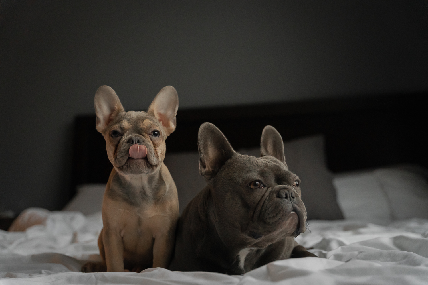Lilac Tan & Blue Frenchie Featured Image