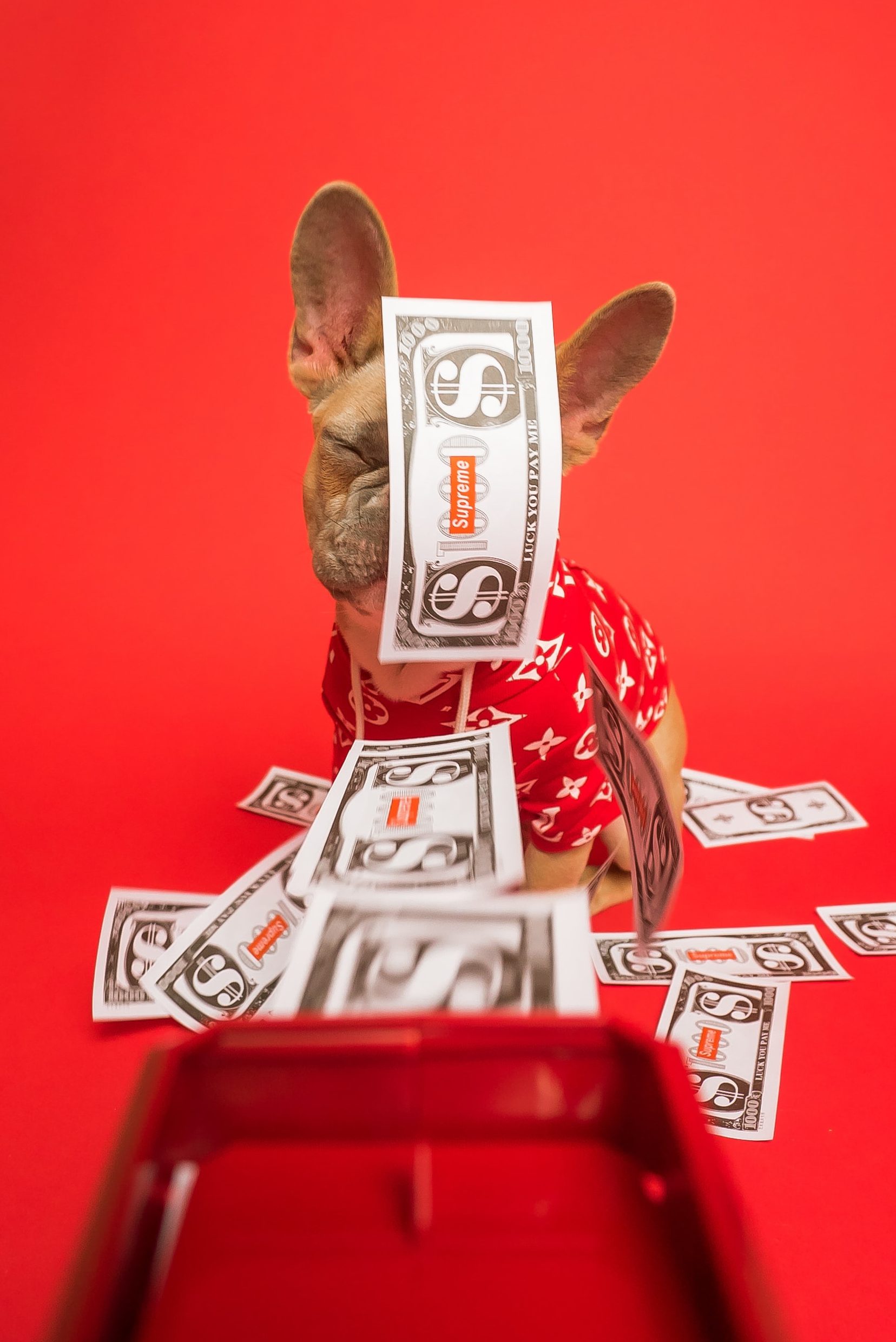 French Bulldog on a red background sitting with a money gun dispensing fake money at the dog.