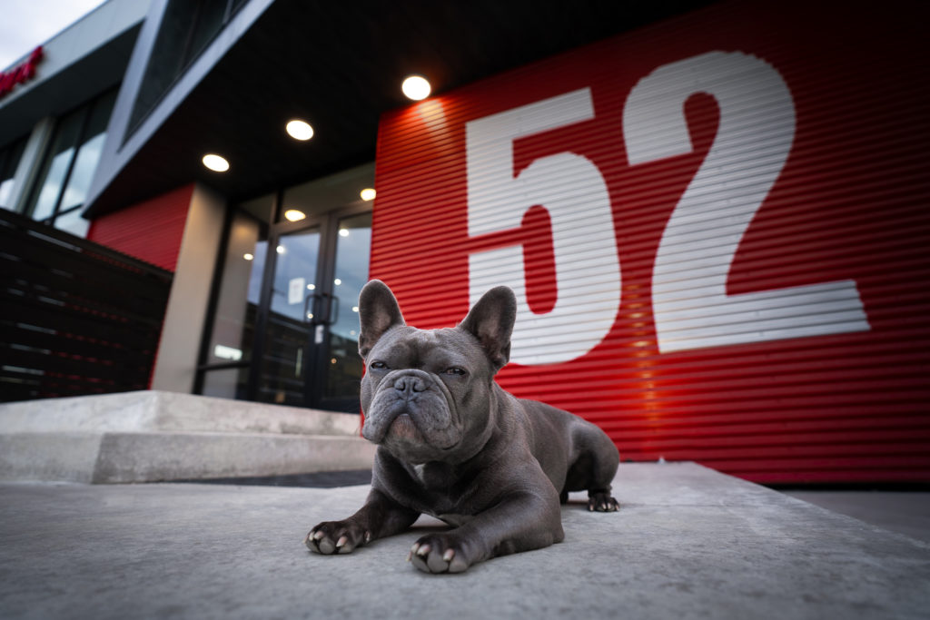 Blue French Bulldog(Fuli) Laying down on some steps with a red background. The background is red made of what looks like a garage door with 52 written on in white. 