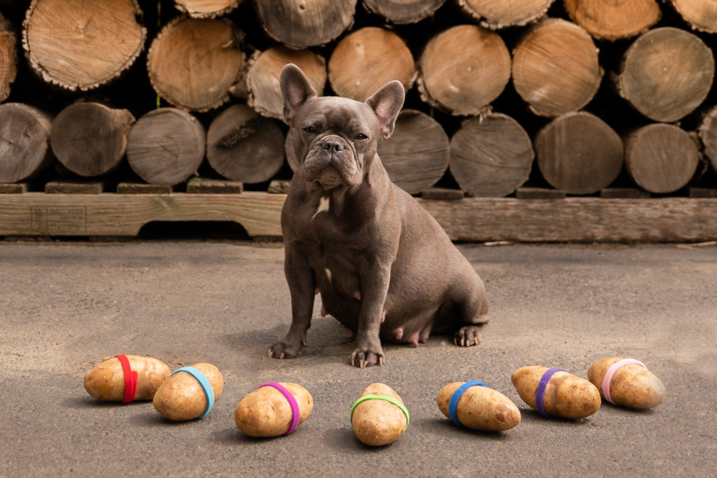 Kiwi, Blue French Bulldog the day she had her x-ray done. The vet confirmed 7 puppies. Kiwi is sitting in front of 7 potatoes with ID collars.