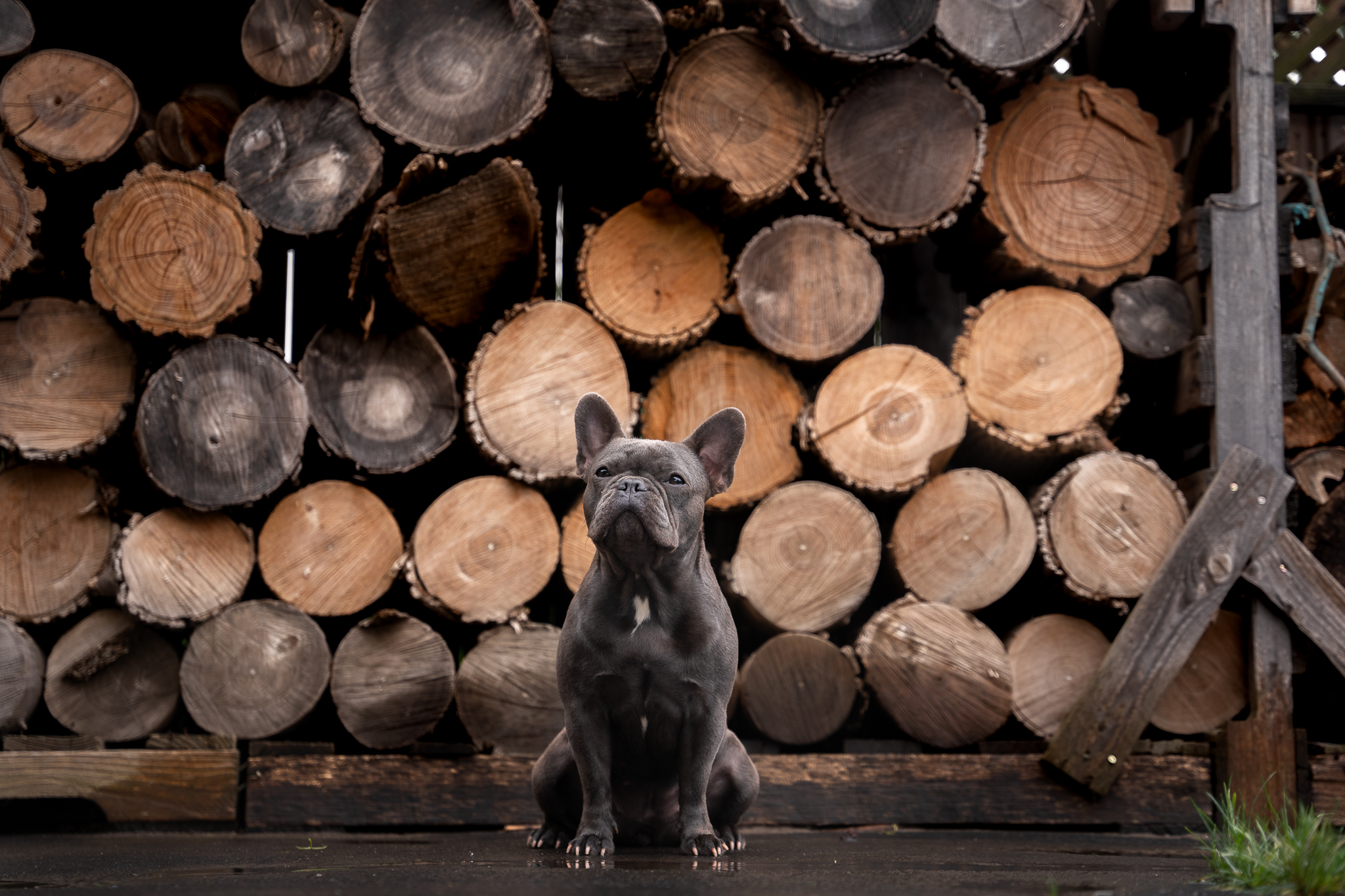 Female Blue French Bulldog sitting in front of a stack of logs looking at the camera.