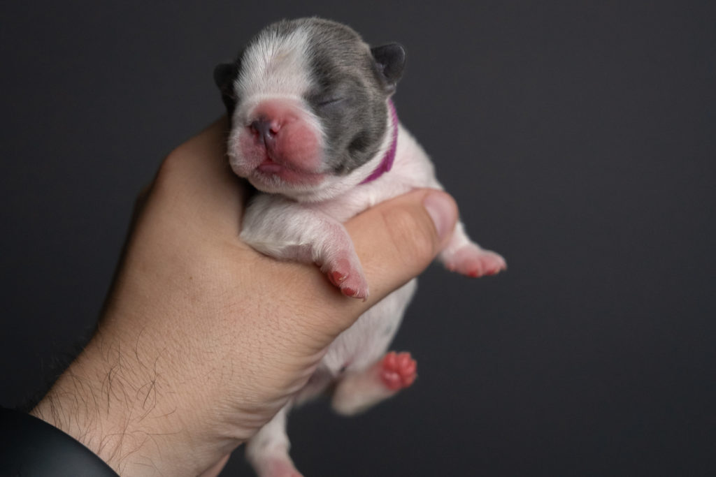 Blue Pied 1 week old Frenchie. Registered with My Pawesome Frenchie as My Pawesome Gum Drop