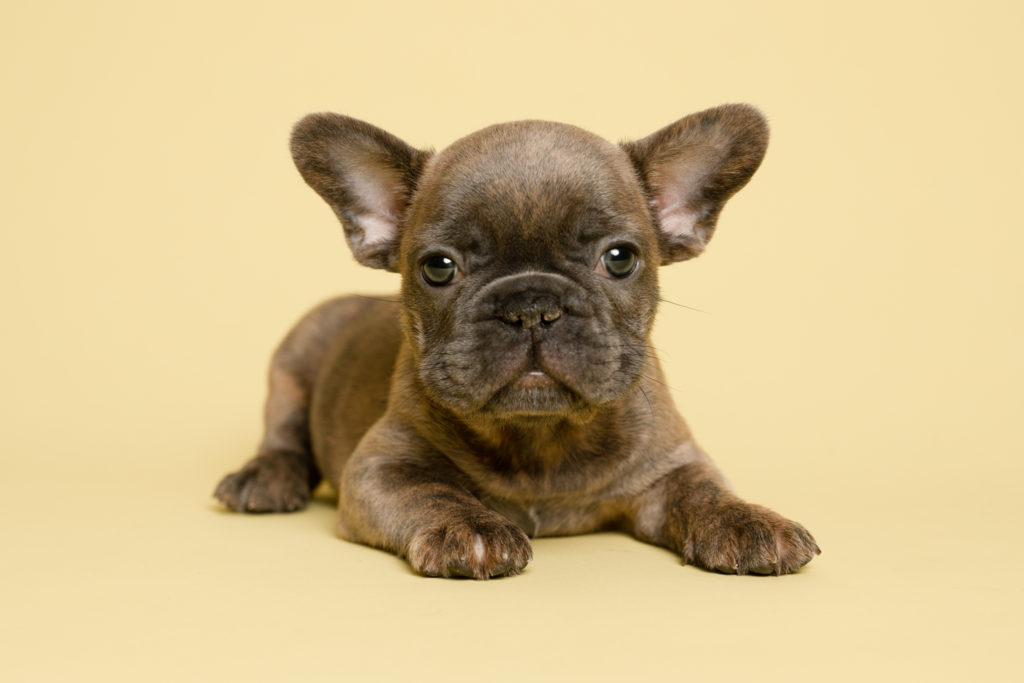Blue Brindle French Bulldog laying down facing the camera with a neutral colour back drop. 