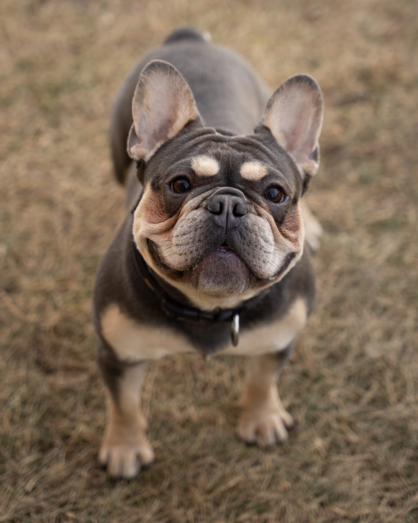 Maskless blue tan french bulldog standing on all four legs looking up at the camera.