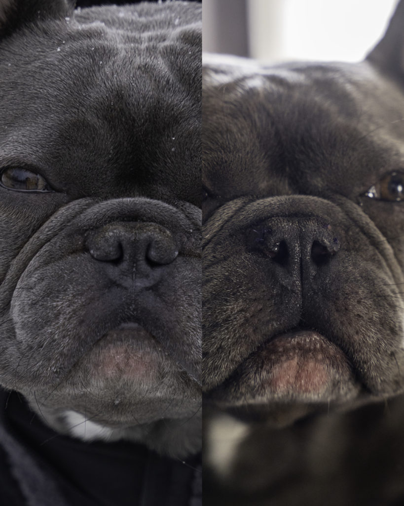 One of the Health Problems in French Bulldogs is their ability to breath. 

This is a before and after picture of Füli after he had his BOAS surgery.

Füli is described a Blue French Bulldog.