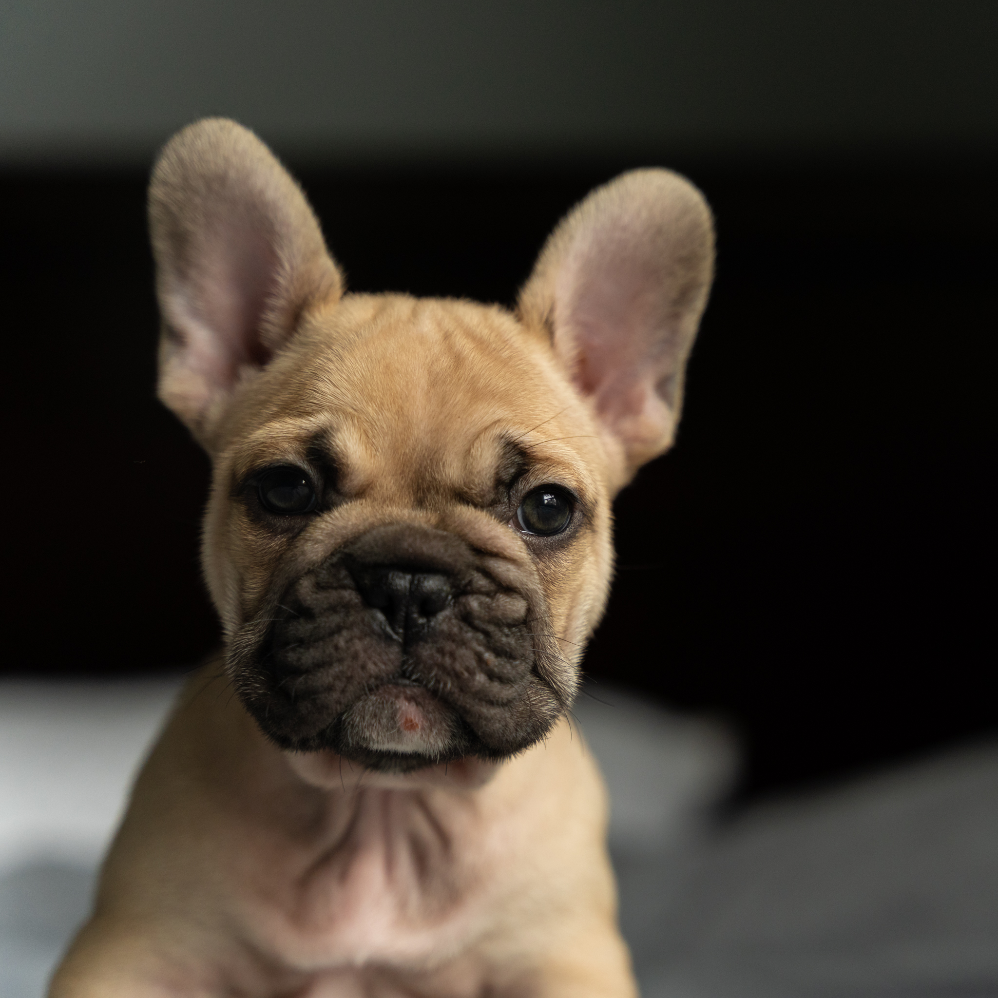 Fawn French Bulldog with black mask sitting on the bed with a dark background.