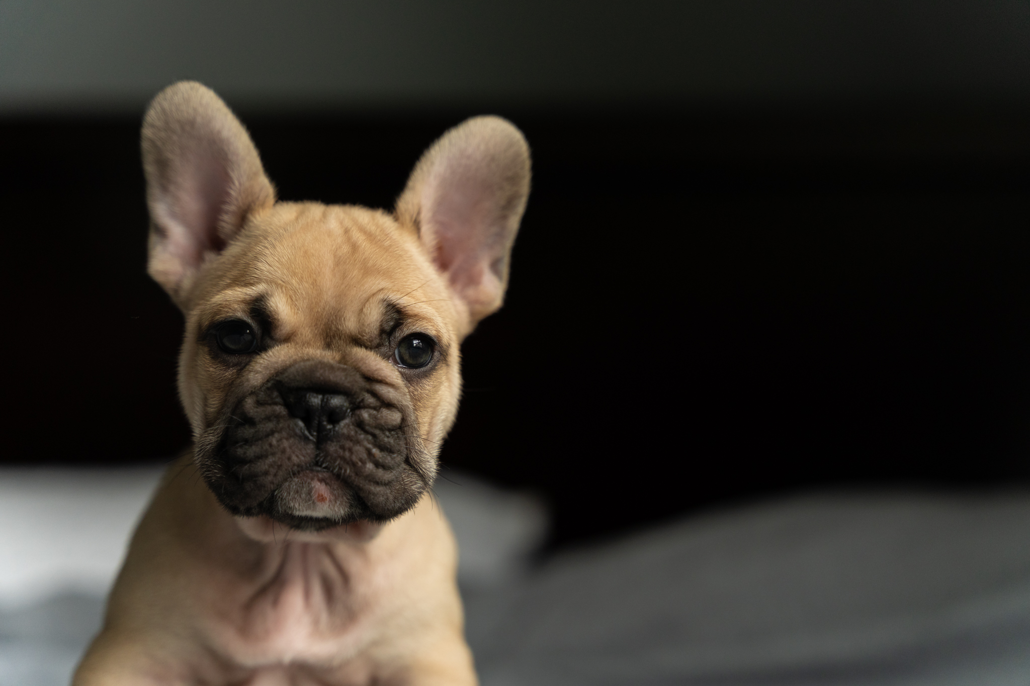 Common Health Problems In French Bulldogs