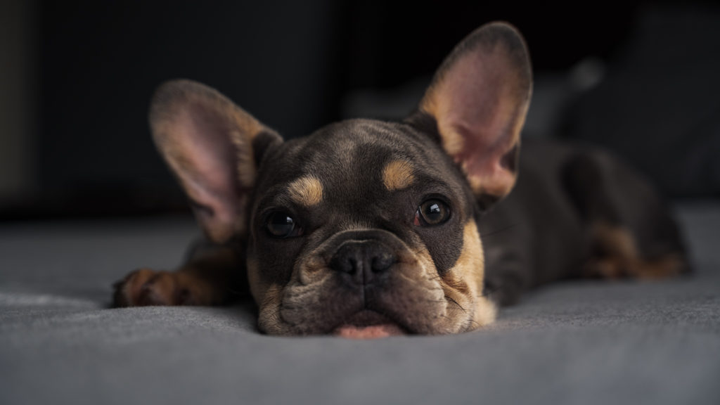 Maskless Blue Tan French Bulldog Puppy with tan eye brows laying on the bed looking at the camera.