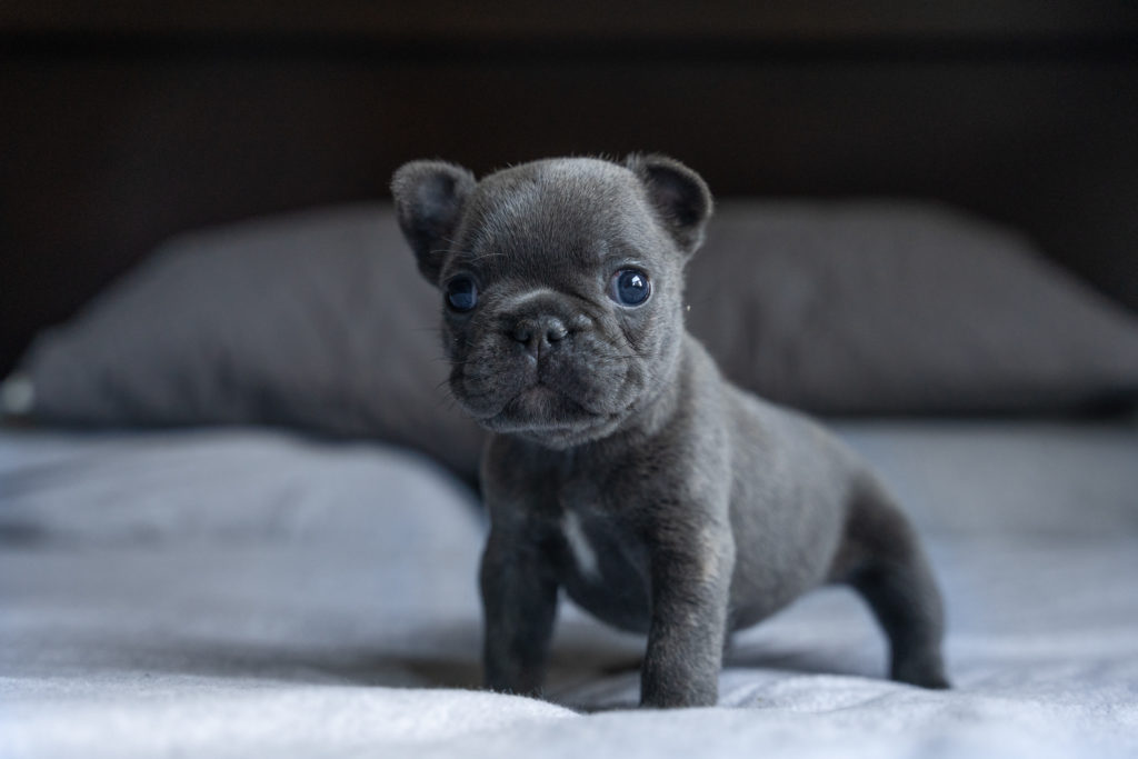 Blue French Bulldog standing on all fours. The French Bulldog has blue eyes and is demonstrating how Prepare for Your New French Bulldog