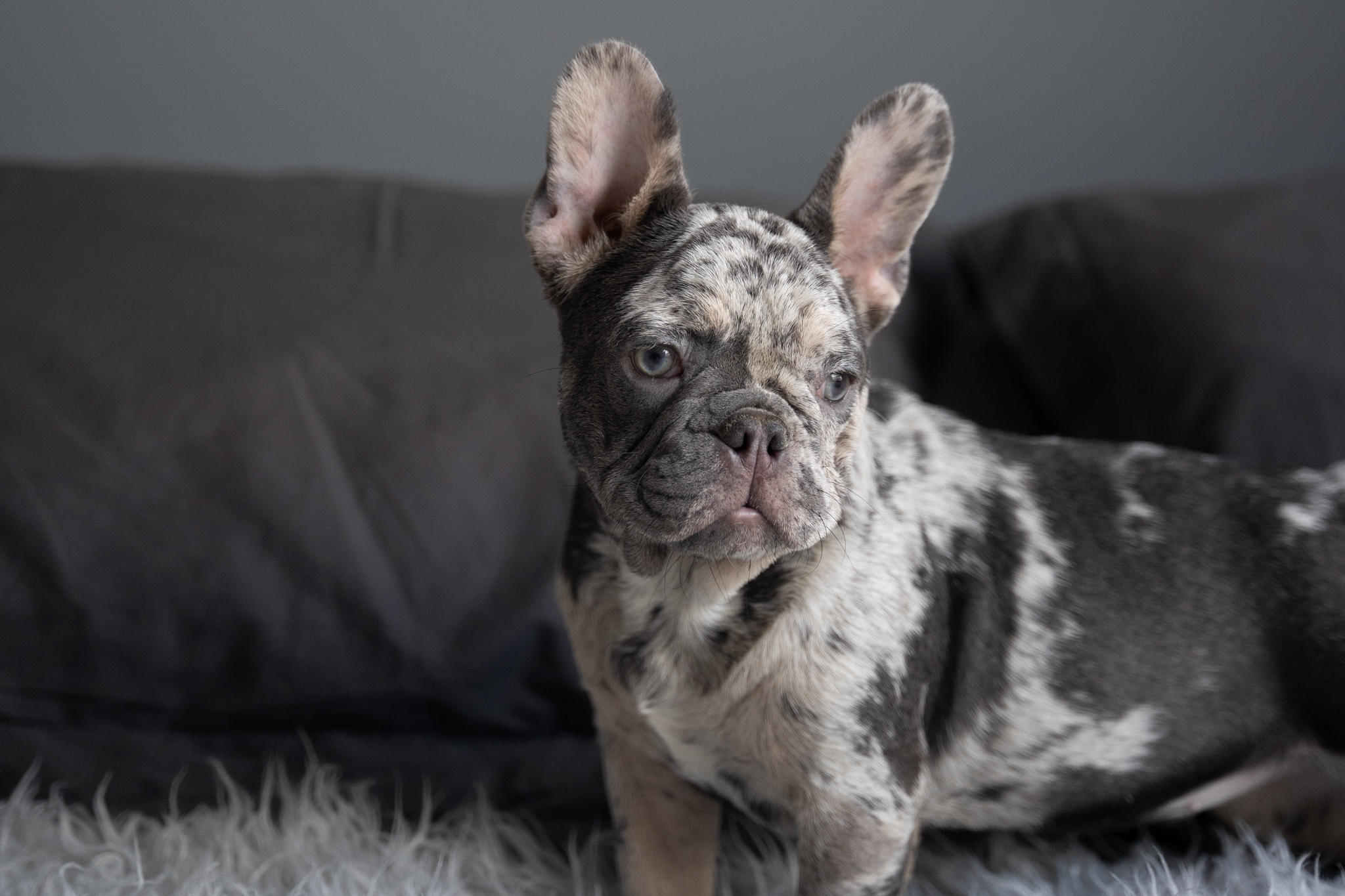 Lilac Tan Merele Merle standing on all fours on a bed.