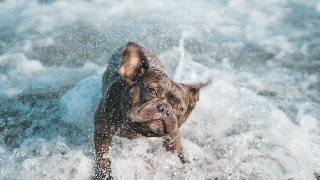 Blue French Bulldog in the water shaking off water as the waves crash behind him.