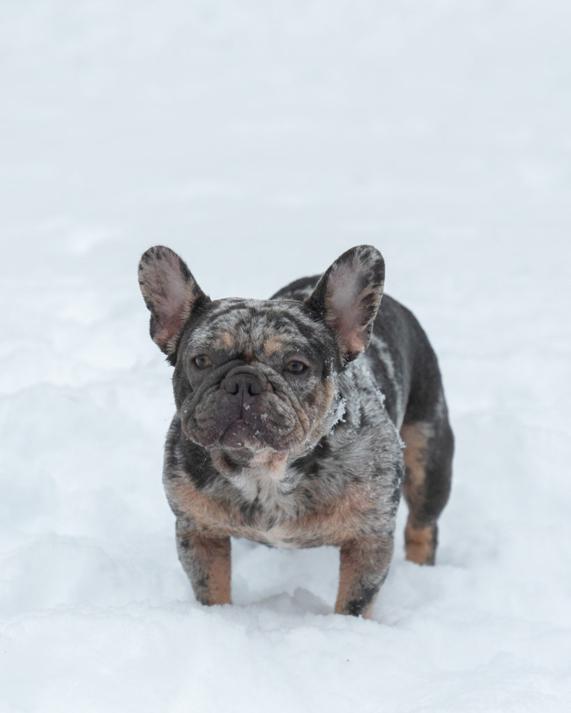 Lilac Tan Merle French Bulldog in snow facing forward.  The french bulldog has tan eyes brows and tan legs and a back side. 