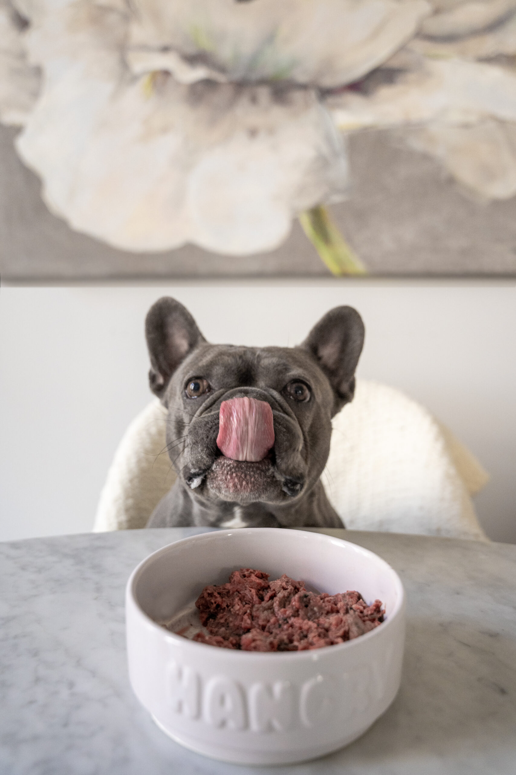 Blue French Bulldog sitting at a table licking his nose with a bowl of raw dog food in a bowl in front of him.